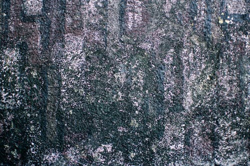 苔藓的混凝土墙 · 免费素材图片