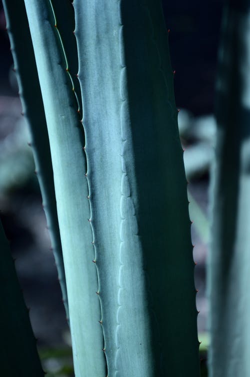 龙舌兰的特写照片 · 免费素材图片