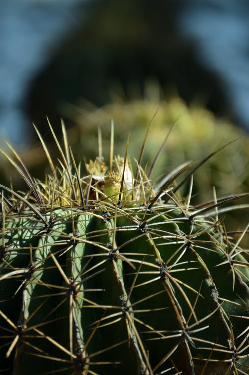 仙人掌植物的特写照片 · 免费素材图片