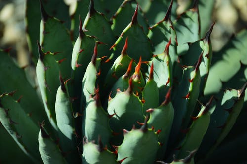 绿色仙人掌植物特写摄影 · 免费素材图片
