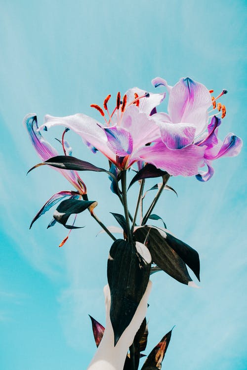 花的特写照片 · 免费素材图片