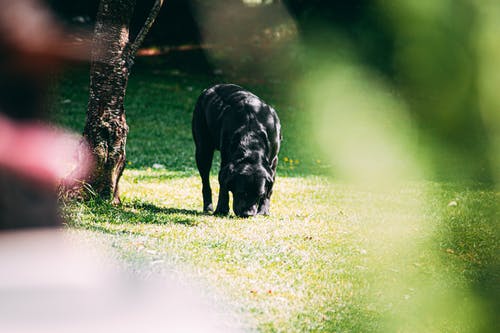 狗在草地上的照片 · 免费素材图片