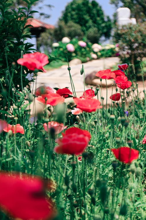 红罂粟花朵的选择性聚焦摄影 · 免费素材图片