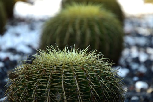 仙人掌植物的特写照片 · 免费素材图片