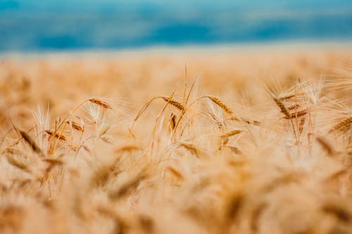 小麦的选择性聚焦摄影 · 免费素材图片