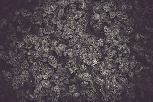深绿色的树叶照片 · 免费素材图片