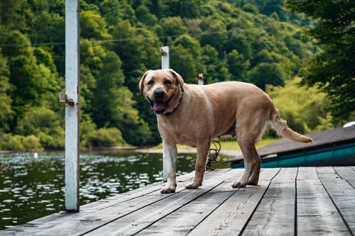 成年黄拉布拉多犬聚焦摄影 · 免费素材图片