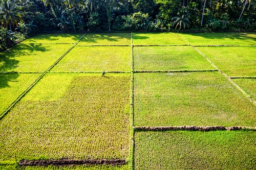 绿色稻田的航拍 · 免费素材图片