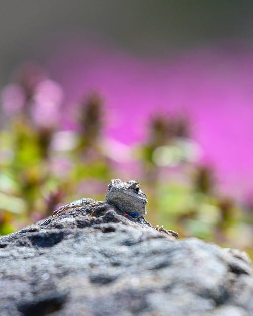 鬣蜥在岩石上的选择性聚焦摄影 · 免费素材图片