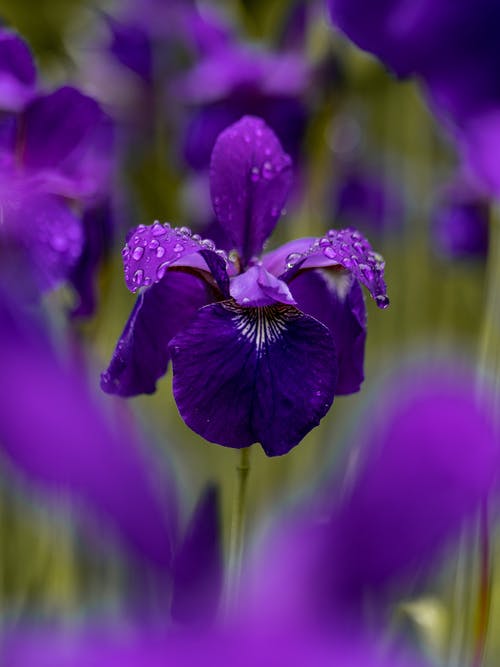 选择性聚焦摄影场上的紫色花瓣 · 免费素材图片