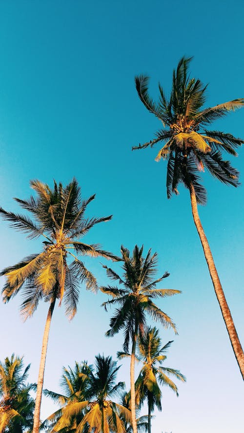 湛蓝的天空下的棕榈树的低角度摄影 · 免费素材图片