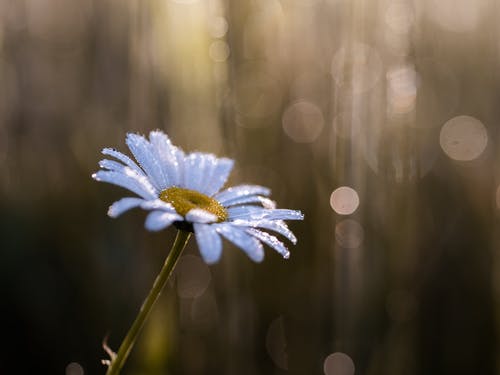 雏菊花的特写照片 · 免费素材图片