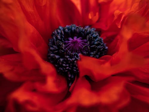 罂粟花的微距摄影 · 免费素材图片