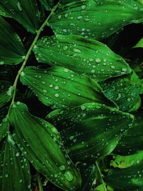 叶子上的水滴的特写照片 · 免费素材图片