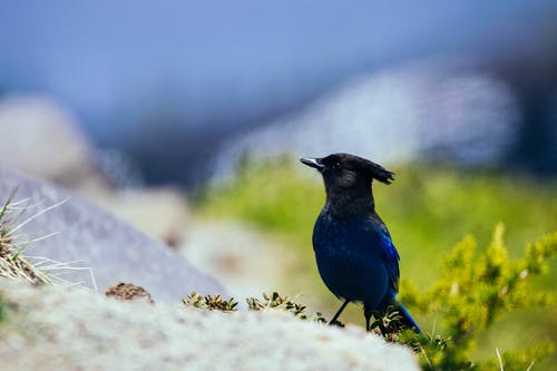 蓝鸟的特写照片 · 免费素材图片