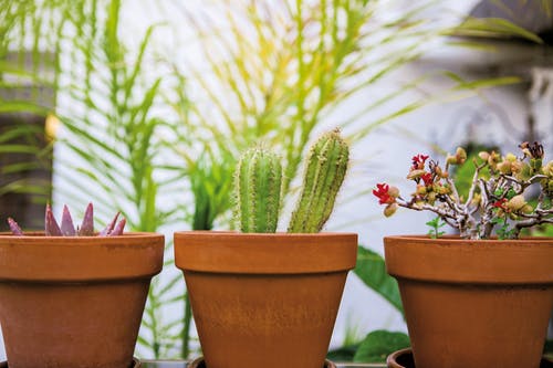 三种盆栽植物的照片 · 免费素材图片