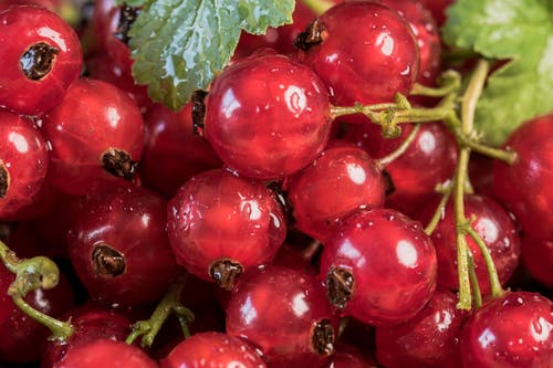 红浆果的特写照片 · 免费素材图片