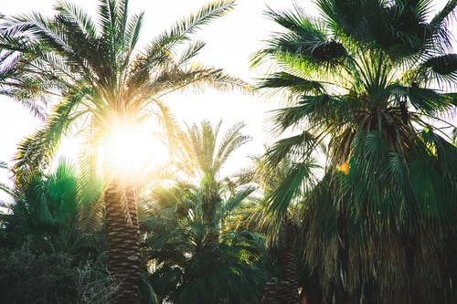 三棵绿色威严的棕榈树 · 免费素材图片