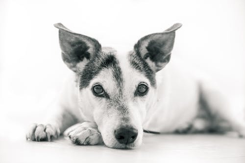 狗的灰度摄影 · 免费素材图片