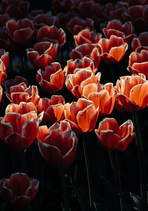 红色和白色的花瓣花 · 免费素材图片