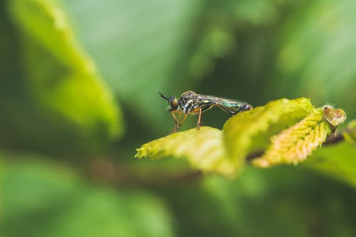 蜻蜓栖息在绿叶上的特写照片 · 免费素材图片