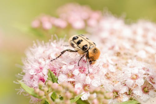 蜜蜂在花上的特写照片 · 免费素材图片