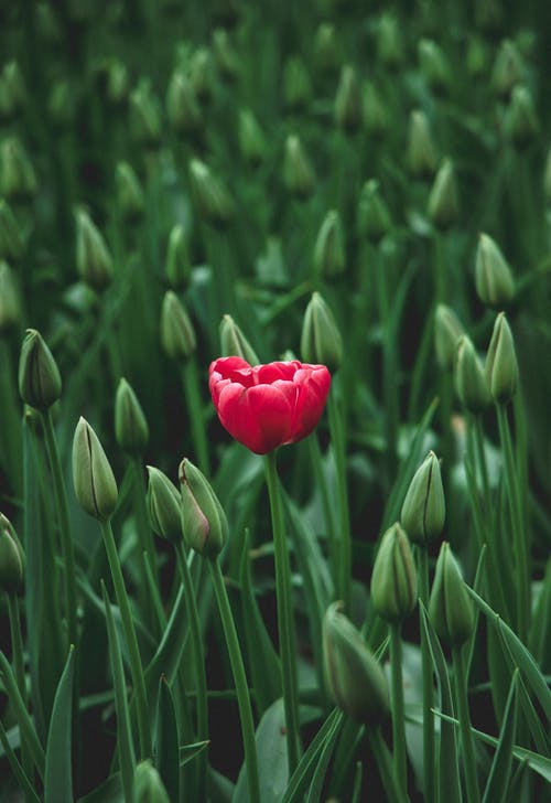 红花瓣的选择性焦点照片 · 免费素材图片