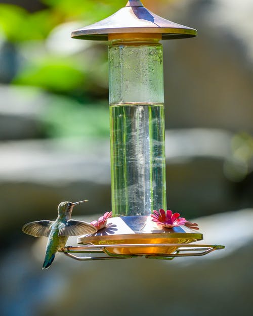 蜂鸟栖息在喂鸟器上 · 免费素材图片