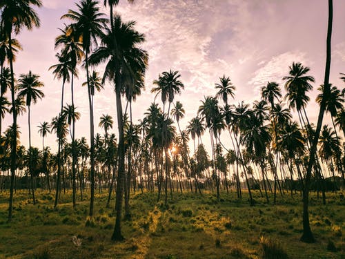 黄金时段照片棕榈树 · 免费素材图片