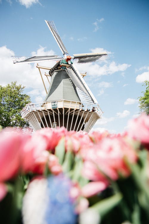 风力涡轮机附近的粉红色花瓣花 · 免费素材图片