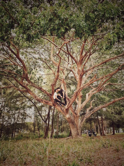 两人站在树上 · 免费素材图片