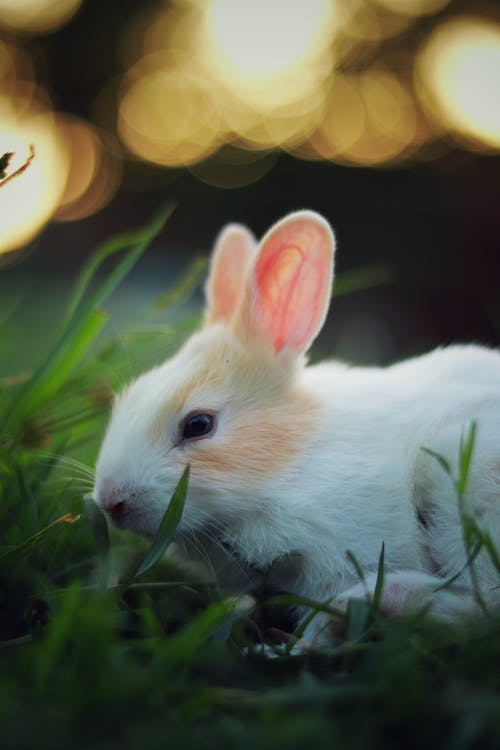 草白色和棕色的兔子 · 免费素材图片