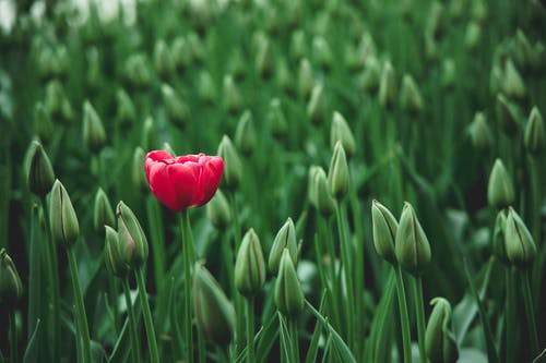 一朵红色的郁金香花的选择性焦点照片 · 免费素材图片