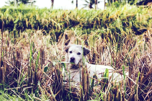 躺在草地上的狗的照片 · 免费素材图片