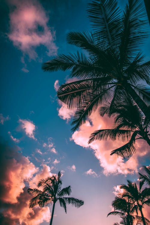 湛蓝的天空下的绿棕椰子树 · 免费素材图片
