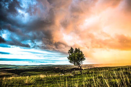 在草地上的树 · 免费素材图片