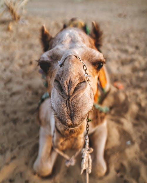 骆驼躺在沙滩上的特写照片 · 免费素材图片