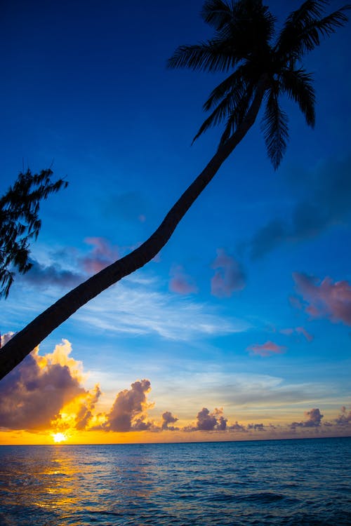 黄金时段在海滩椰子树 · 免费素材图片