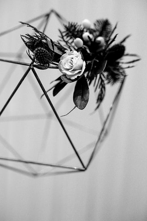 金属框架上的玫瑰花朵 · 免费素材图片