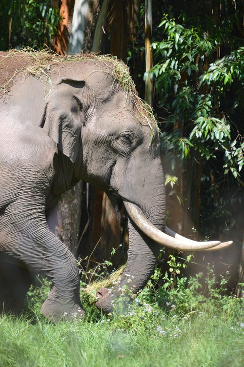 大象的照片 · 免费素材图片
