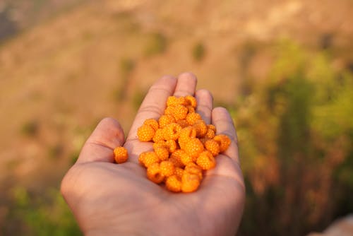 关闭了人类手掌上的橙色浆果的摄影 · 免费素材图片