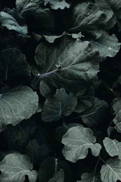 绿色的叶子的植物特写照片 · 免费素材图片