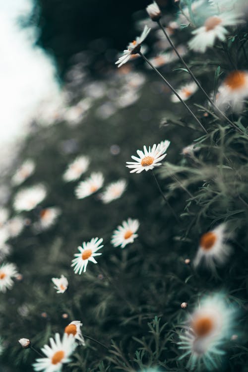 雏菊花的选择性聚焦摄影 · 免费素材图片