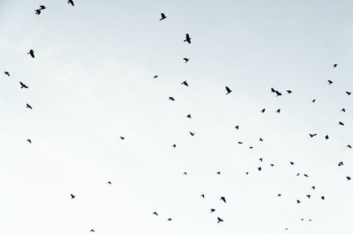 鸟群 · 免费素材图片
