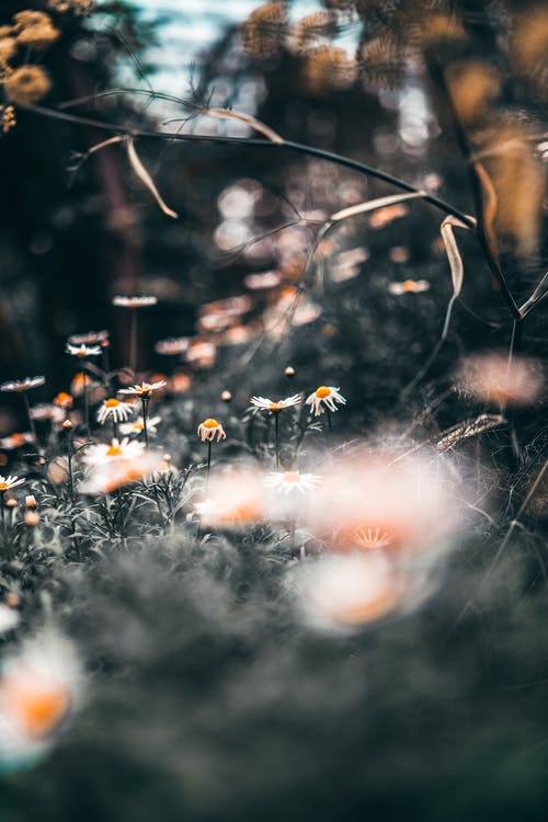 雏菊花的选择性聚焦摄影 · 免费素材图片