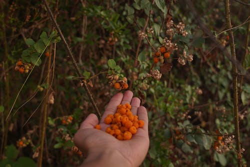 浆果植物旁边手掌上的橙色浆果的选择性聚焦摄影 · 免费素材图片