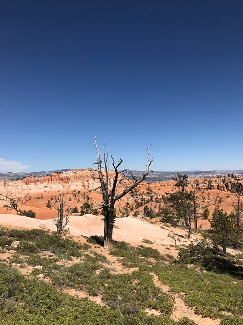裸树 · 免费素材图片