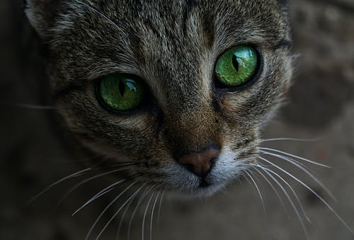 棕色的虎斑猫的特写照片 · 免费素材图片