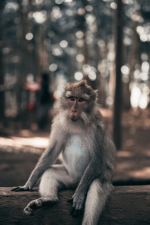 坐在木栅栏上的灰色和棕色的猴子 · 免费素材图片