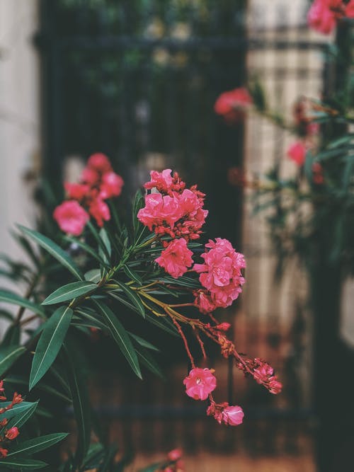 浅焦点照片的粉红色的花朵 · 免费素材图片
